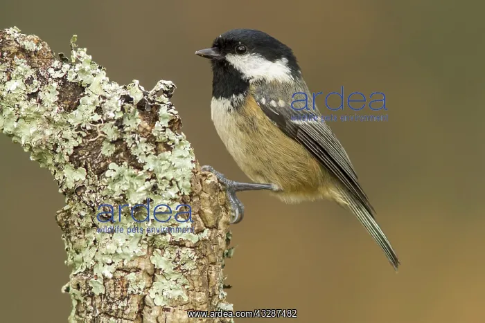 : 80188334 Coal Tit - adult perched on branch Allariz : 80188334 Coal Tit - adult perched on branch Allariz