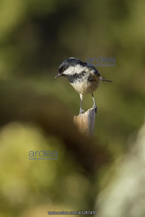 : 80188335 Coal Tit - adult perched on branch Allariz : 80188335 Coal Tit - adult perched on branch Allariz
