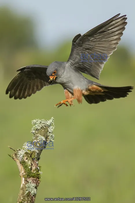  : 80188336 Red-Footed Falcon - adult male in flight