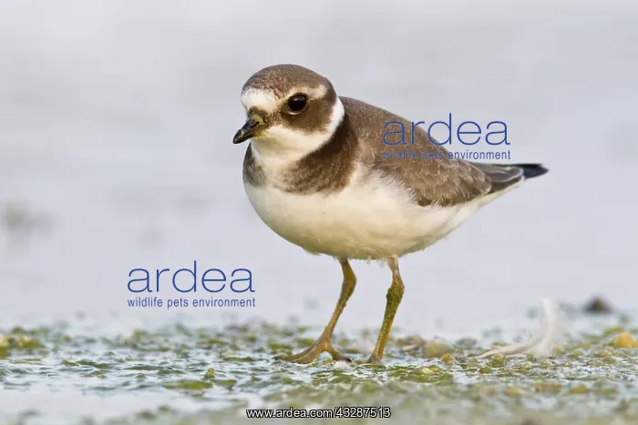 : 80188337 Great Ringed Plover - walking on marsh : 80188337 Great Ringed Plover - walking on marsh
