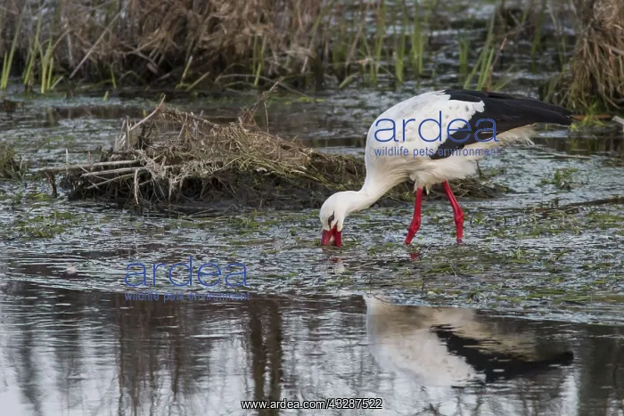  : 80188338 White Stork - feeding on river Ciconia