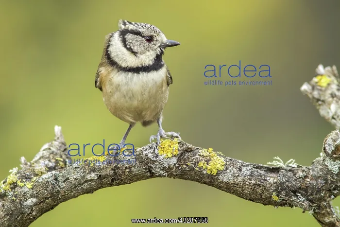 : 80188342 European Crested Tit - adult perched on : 80188342 European Crested Tit - adult perched on