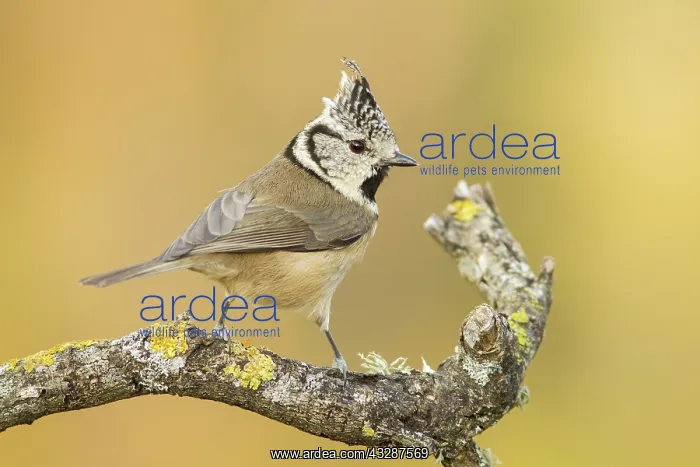 : 80188343 European Crested Tit - adult perched on : 80188343 European Crested Tit - adult perched on