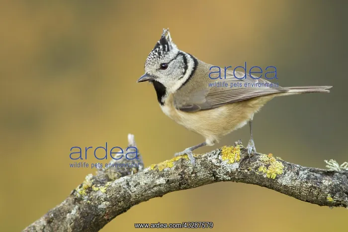 : 80188344 European Crested Tit - adult perched on : 80188344 European Crested Tit - adult perched on