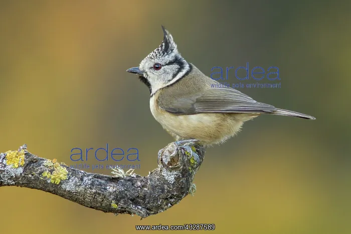  : 80188345 European Crested Tit - adult perched on