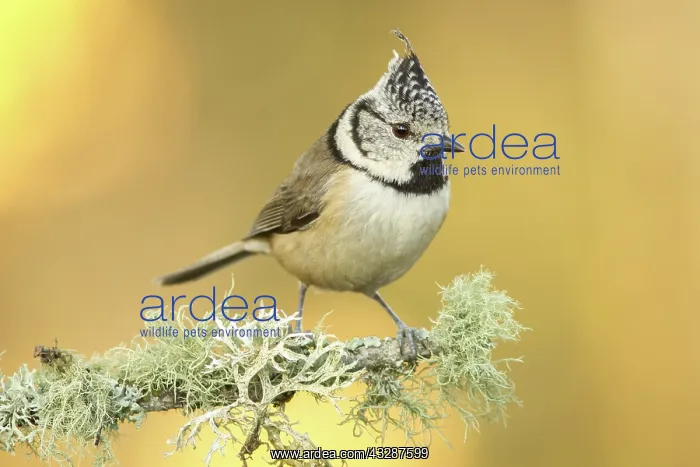  : 80188346 European Crested Tit - adult perched on