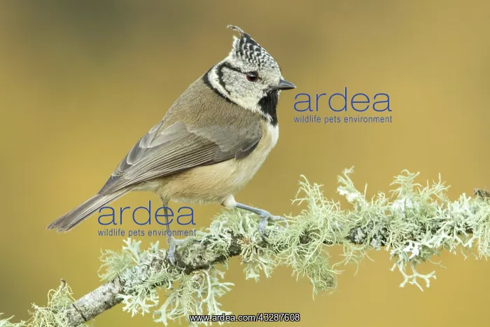 : 80188347 European Crested Tit - adult perched on : 80188347 European Crested Tit - adult perched on