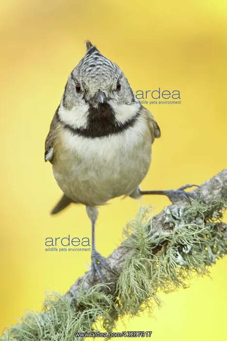 : 80188348 European Crested Tit - adult perched on : 80188348 European Crested Tit - adult perched on