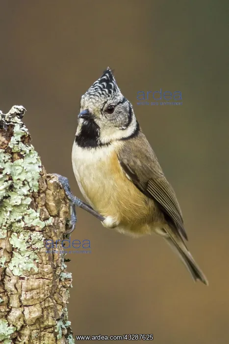 : 80188349 Coal Tit Carbonero garrapinos / Parus ate : 80188349 Coal Tit Carbonero garrapinos / Parus ate