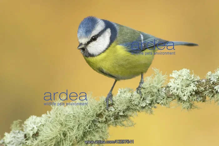 : 80188351 Eurasian Blue Tit - perched on branch Allariz : 80188351 Eurasian Blue Tit - perched on branch Allariz