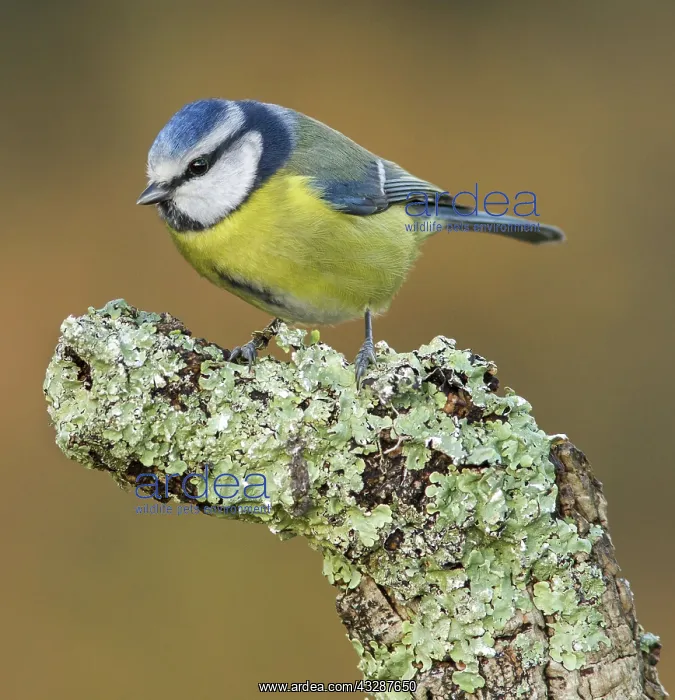 : 80188352 Eurasian Blue Tit - perched on branch Allariz : 80188352 Eurasian Blue Tit - perched on branch Allariz