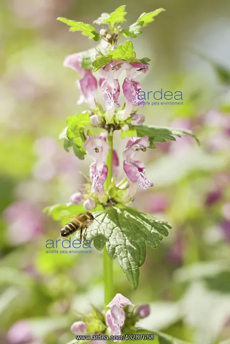 : 80188353 Spotted Deadnettle - with bee pollinating : 80188353 Spotted Deadnettle - with bee pollinating
