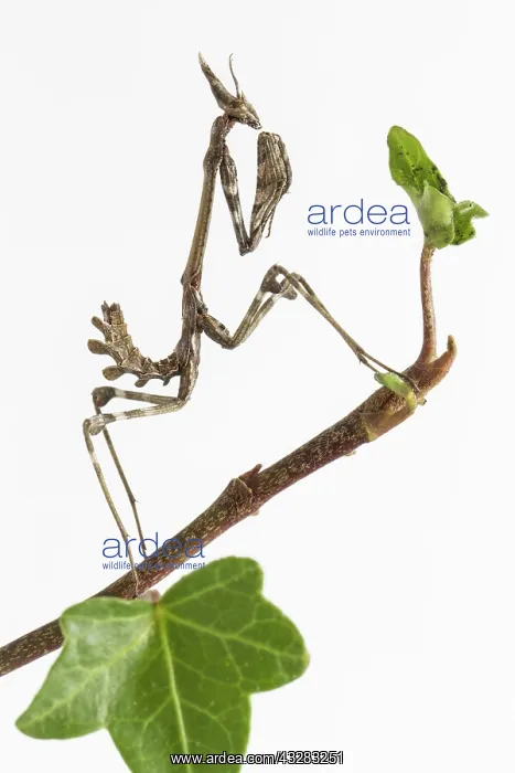 : 80188363 Conehead Mantis - nymph on white background : 80188363 Conehead Mantis - nymph on white background