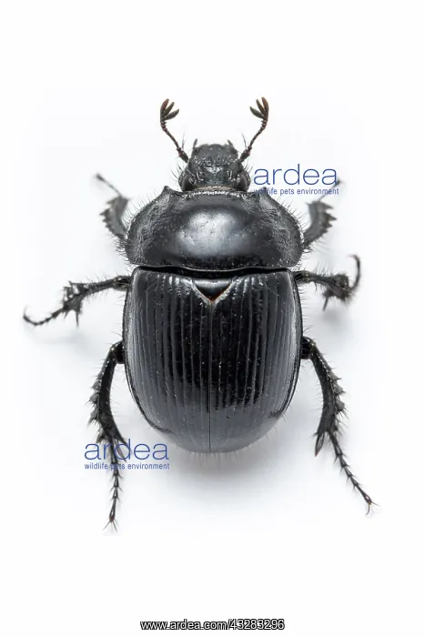 : 80188368 Minotaur Beetle - on white background Allariz : 80188368 Minotaur Beetle - on white background Allariz