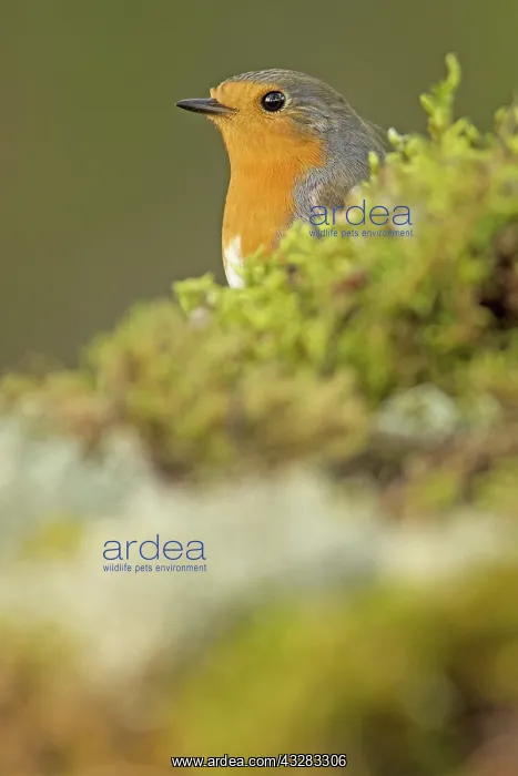 : 80188369 European Robin Allariz, Galicia, Spain : 80188369 European Robin Allariz, Galicia, Spain