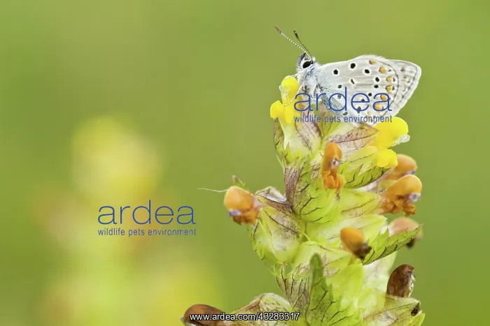 : 80188370 Common Blue - perched on yellow rattle : 80188370 Common Blue - perched on yellow rattle