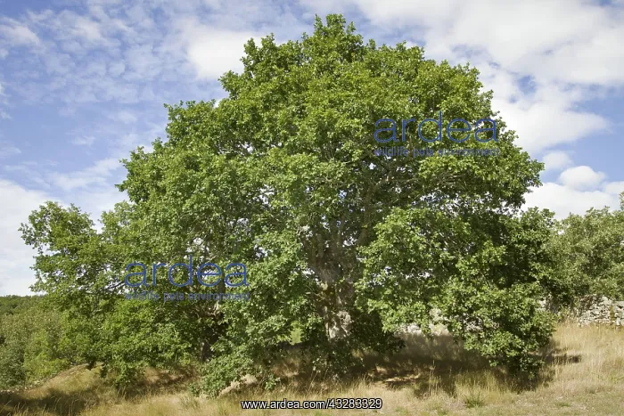 : 80188371 Oak Tree Trandeiras, Galicia, Spain Quercus : 80188371 Oak Tree Trandeiras, Galicia, Spain Quercus