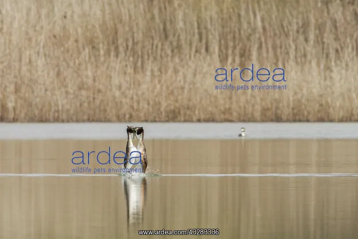 : 80188372 Great Crested Grebe - male and female courtship : 80188372 Great Crested Grebe - male and female courtship