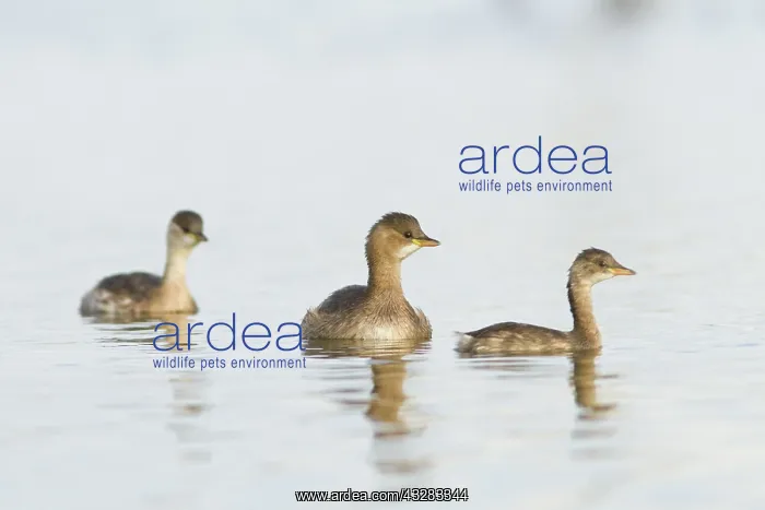 : 80188373 Little Grebe Tablas de Daimiel, Castilla : 80188373 Little Grebe Tablas de Daimiel, Castilla
