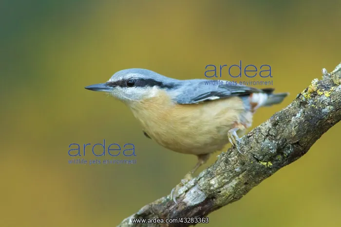 : 80188375 European Nuthatch - perched on branch Allariz : 80188375 European Nuthatch - perched on branch Allariz