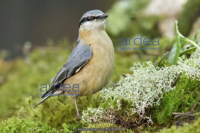 : 80188376 European Nuthatch - perched on moss Allariz : 80188376 European Nuthatch - perched on moss Allariz
