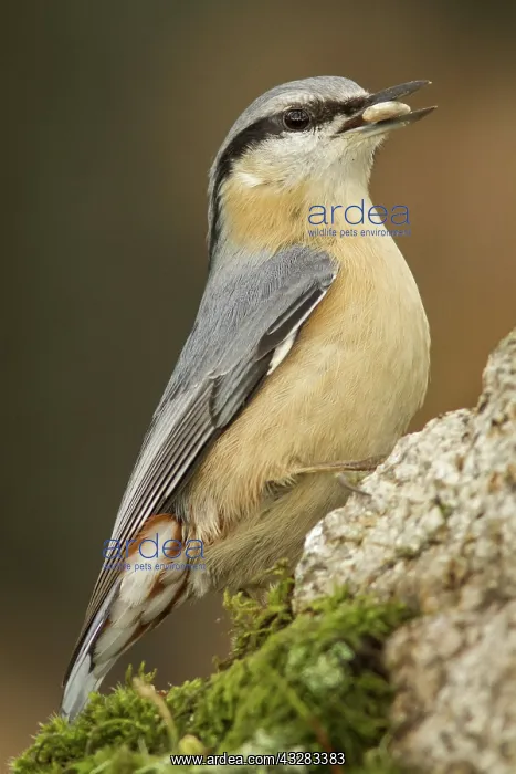 : 80188377 European Nuthatch - perched on stone with : 80188377 European Nuthatch - perched on stone with