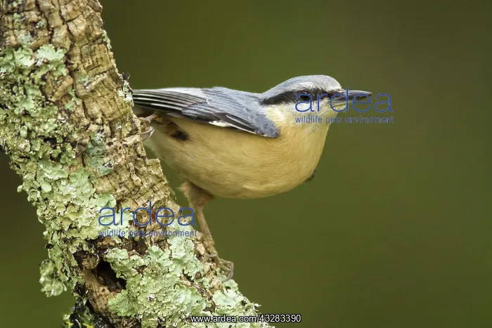 : 80188378 European Nuthatch - perched on branch Allariz : 80188378 European Nuthatch - perched on branch Allariz