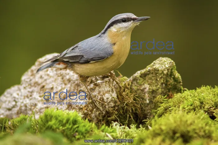 : 80188379 European Nuthatch - perched on a stone : 80188379 European Nuthatch - perched on a stone