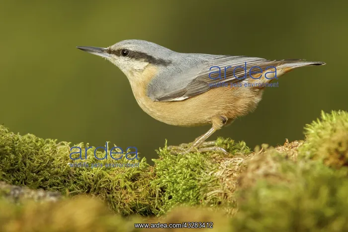 : 80188380 European Nuthatch - on moss Allariz, Galicia : 80188380 European Nuthatch - on moss Allariz, Galicia