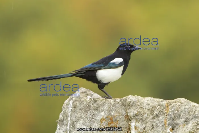 : 80188382 Eurasian Magpie - perched on stone Cremenes : 80188382 Eurasian Magpie - perched on stone Cremenes