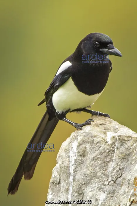 : 80188383 Eurasian Magpie - perched on stone Cremenes : 80188383 Eurasian Magpie - perched on stone Cremenes