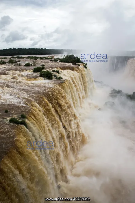 : 80188393 Iguacu Falls Iguacu National Park, Brazil : 80188393 Iguacu Falls Iguacu National Park, Brazil