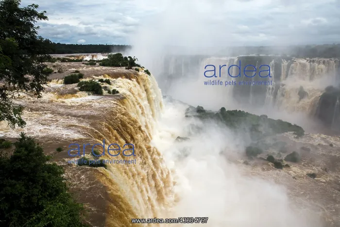 : 80188395 Iguacu Falls Iguacu National Park, Brazil : 80188395 Iguacu Falls Iguacu National Park, Brazil