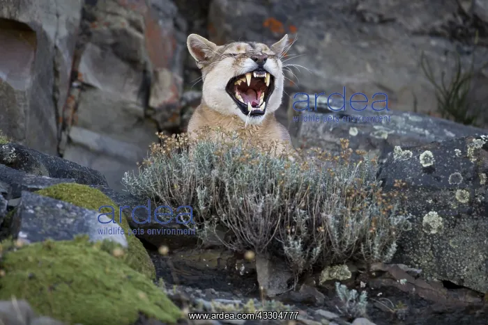 : 80188396 Puma - yawning Torres Del Paine National : 80188396 Puma - yawning Torres Del Paine National