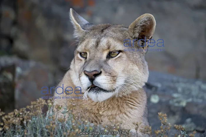 : 80188397 Puma Torres Del Paine National Park, Patagonia : 80188397 Puma Torres Del Paine National Park, Patagonia