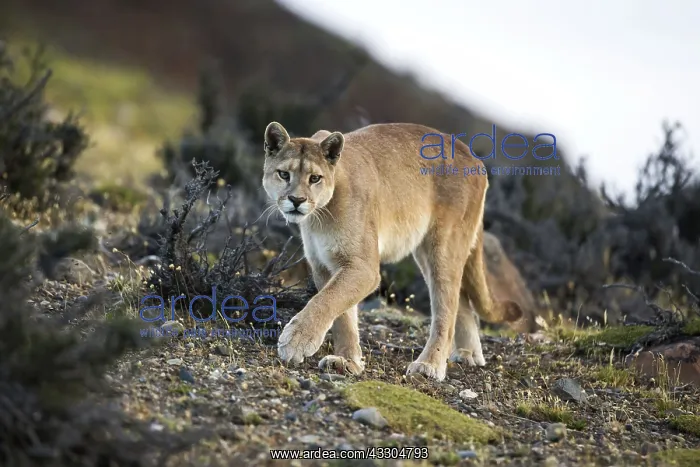 : 80188398 Puma Torres Del Paine National Park, Patagonia : 80188398 Puma Torres Del Paine National Park, Patagonia