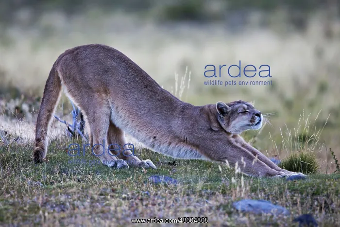 : 80188400 Puma - stretching Torres Del Paine National : 80188400 Puma - stretching Torres Del Paine National