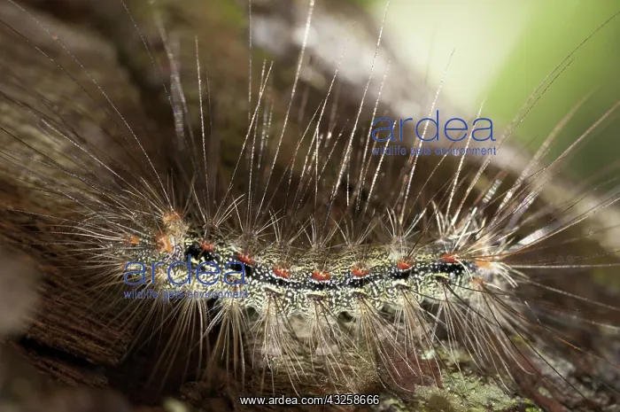 : 80188402 Caterpillar - with long hairs for protection : 80188402 Caterpillar - with long hairs for protection