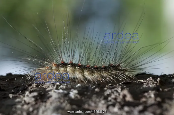 : 80188403 Caterpillar - with long hairs for protection : 80188403 Caterpillar - with long hairs for protection