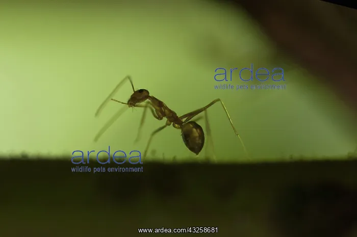 : 80188404 Asian Weaver Ant - on branch Klungkung : 80188404 Asian Weaver Ant - on branch Klungkung