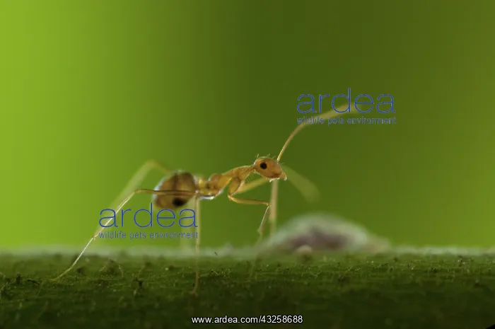  : 80188405 Asian Weaver Ant - on branch Klungkung