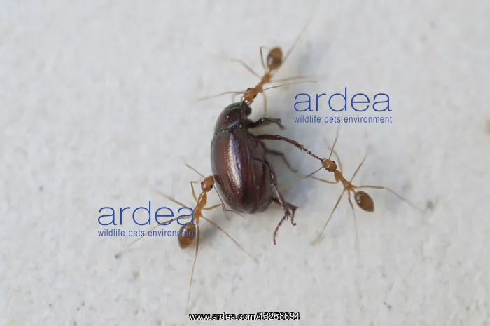 : 80188406 Fire Ants - trio dragging away dead beetle : 80188406 Fire Ants - trio dragging away dead beetle