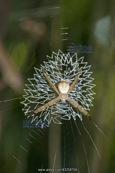 : 80188407 Spider (Argiope sp.) with lace-like patterned : 80188407 Spider (Argiope sp.) with lace-like patterned