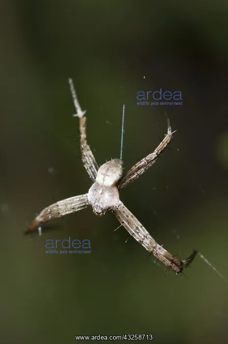 : 80188408 St. Andrew's Cross Spider - male on web : 80188408 St. Andrew's Cross Spider - male on web