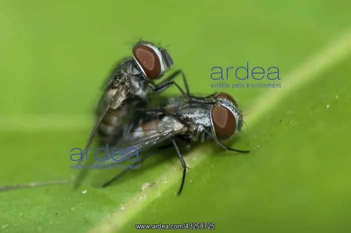 : 80188409 Blow Flies - mating on leaf Klungkung : 80188409 Blow Flies - mating on leaf Klungkung