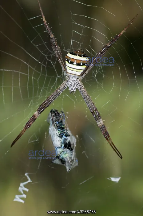 : 80188412 St. Andrew's Cross Spider - female with : 80188412 St. Andrew's Cross Spider - female with