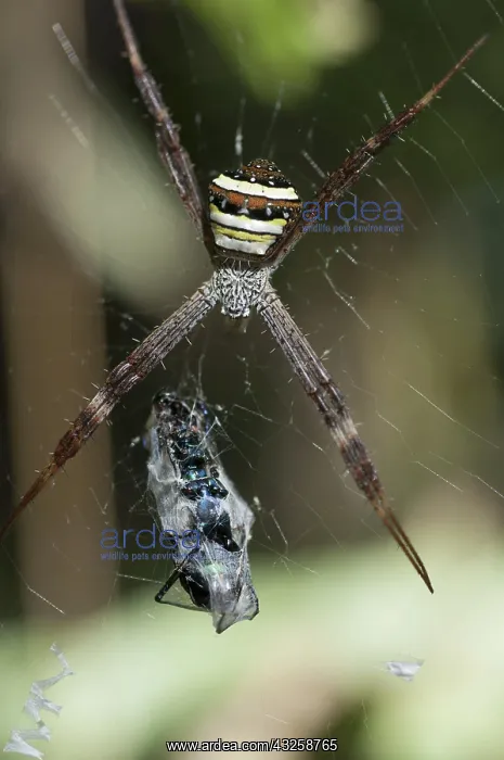 : 80188413 St. Andrew's Cross Spider - female with : 80188413 St. Andrew's Cross Spider - female with