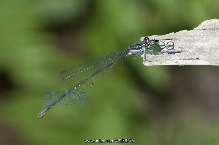 : 80188414 Black Threadtail Damselfly - on piece of : 80188414 Black Threadtail Damselfly - on piece of