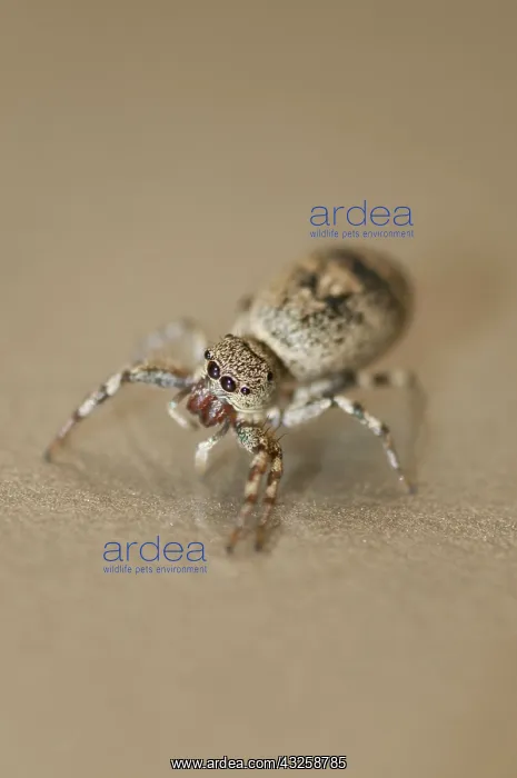 : 80188415 Jumping Spider - Aranaea order Klungkung : 80188415 Jumping Spider - Aranaea order Klungkung