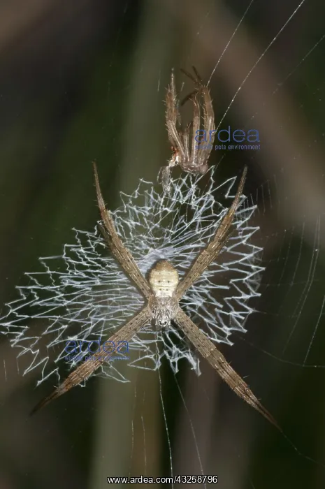 : 80188416 Spider - with lace-like patterned web (stabilimentu : 80188416 Spider - with lace-like patterned web (stabilimentu